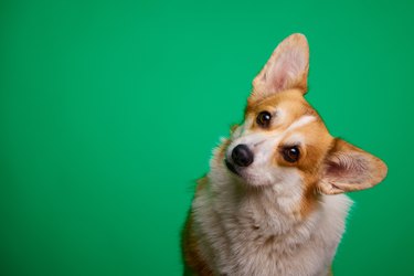 Close up of Welsh corgi