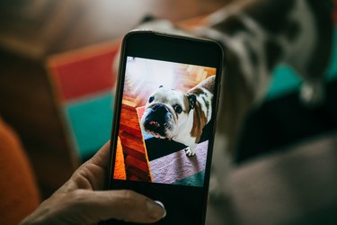 pov hand taking pictures of her english bulldog at home with smartphone