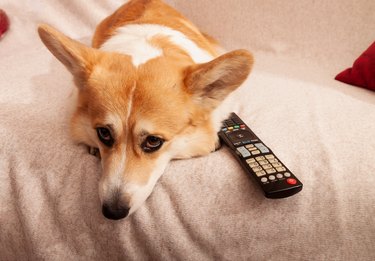 Solemn Pembroke Welsh corgi on the couch with a TV remote control.