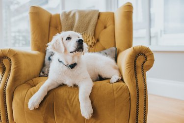 golden retriever Puppy lying in a yellow armchair