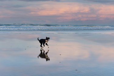 Young border collie running on the beach at sunset