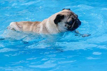 Pug in swimming pool