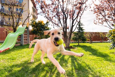 labrador puppy playing with a ball outdoors next to a slide