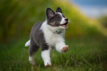 Portrait of a puppy running in the countryside