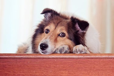 Cute aged Shetland sheepdog lying on wooden stairs and looking at camera with face on paws.