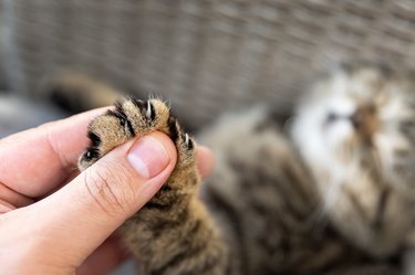 Close-up detaHolding small cute fluffy kitten paw with claws in hand