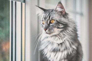 Gray Maine coon cat with yellow eyes looking out the window.