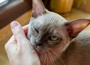 Burmese female chocolate cat portrait at apartment, hand stroking a cat with one eye closed. Young pure breed burmese cat.