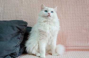 White angora cat with beautiful blue eyes is sitting on sofa and looking straight ahead