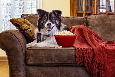 Dog on a couch with the TV remote, popcorn and a blanket.