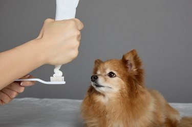 Veterinarian prepares tools for brushing teeth for German Spitz