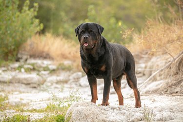 rottweiler in a river bed