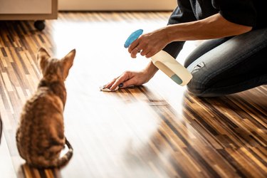 Rear View of Kitten Watching Owner Cleaning Floor - stock photo