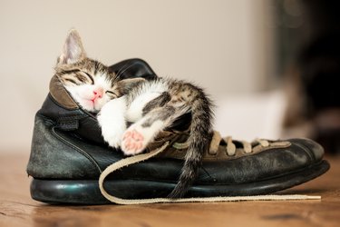 tiny kitten asleep inside a boot