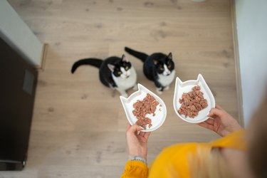 pet owner holding two food bowls with wet food. Two hungry cats are waiting