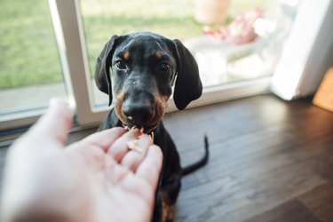 dog taking treat from person's hand