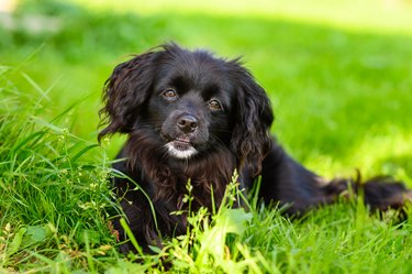 A black puppy lies on the grass and looks into the camera.