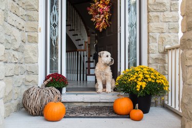 wheaten terrier dog sitting in doorway of home in the fall