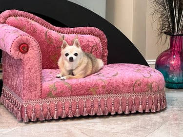 Portrait of  a 15 year old pom-chi mix dog