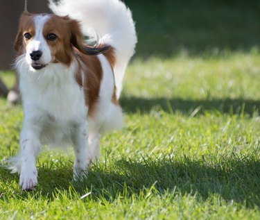 Nederlandse Kooikerhondje walking at dog show