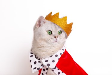 Funny white cat in a golden crown and red mantle on a white background
