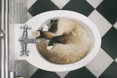 Birman Cat sleeping in bidet