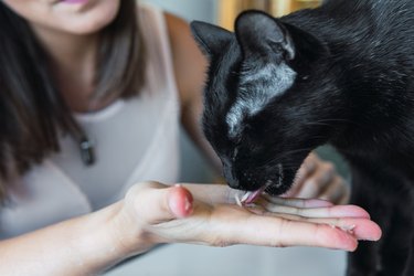 Brown woman feeding her black domestic cat.