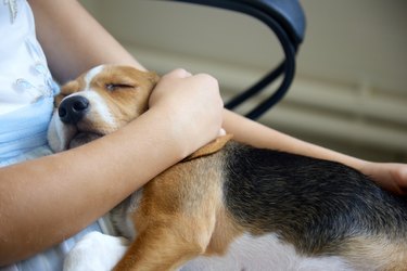 Girl is sitting on a chair holding a beagle puppy in her arms.