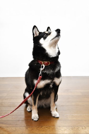 A black and tan Shiba Inu dog is sitting on the floor looking up to the right. It is wearing a leather collar and leash.