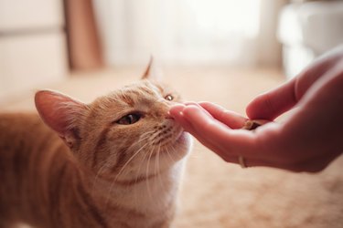 woman is feeding cat, cat eats from female hands