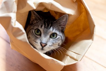 cat in a paper bag.