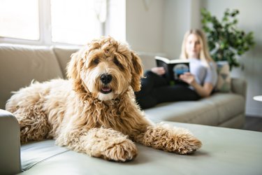 woman with his Golden Labradoodle dog reading at home