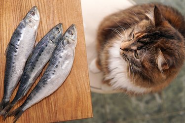 A cat looks at a fish on the table and wants to eat