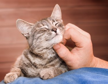 stroking a domestic cat