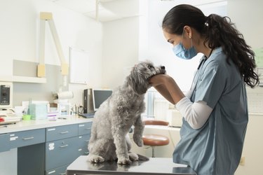 Mixed race veterinarian examining dog in hospital