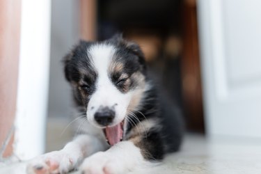Portrait of a yawning border collie puppy