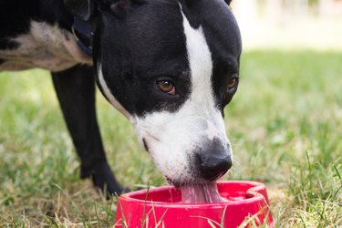 Dog drinking water from bowl