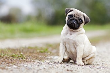 Pug Puppy Dog