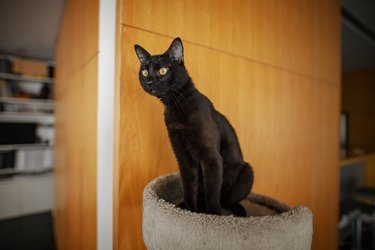 Attentive Black cat