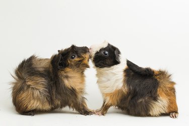 Two long-haired guinea pigs standing against a white background with noses touching.