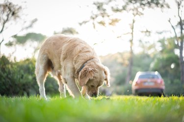 Golden Retriever dog digging hole nature in forest