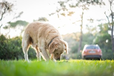 can dogs catch stomach bugs from humans