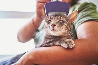 Unrecognizable spanish woman brushing her cat's hair