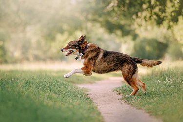 happy mixed breed dog running outdoors in a collar with gps tracker