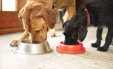 Two dogs eating together from their food bowls