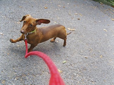 Walking a brown Dachshund