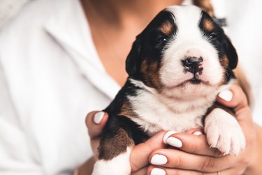 Bernese mountain dog puppy in female hands, care for animals, newborns