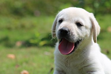Closeup of a white puppy