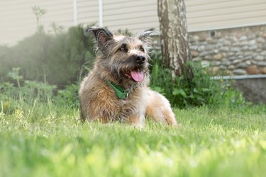 A cute shaggy dog lies on the grass and rests in the shade.