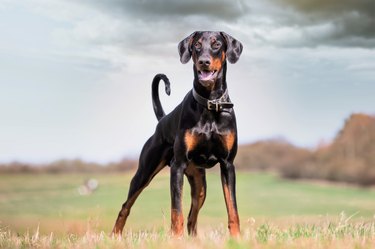 Closeup of the Doberman standing on the lawn in the park.